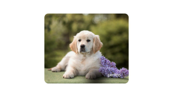Коврик для мыши Perfeo Dog 240x200x2мм 